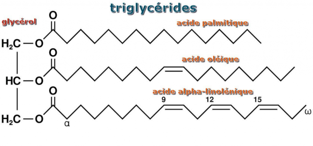molécule de triglycéride